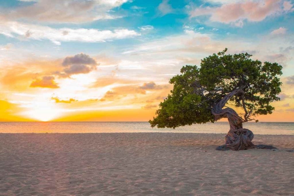 Aruba beach sunset divi tree