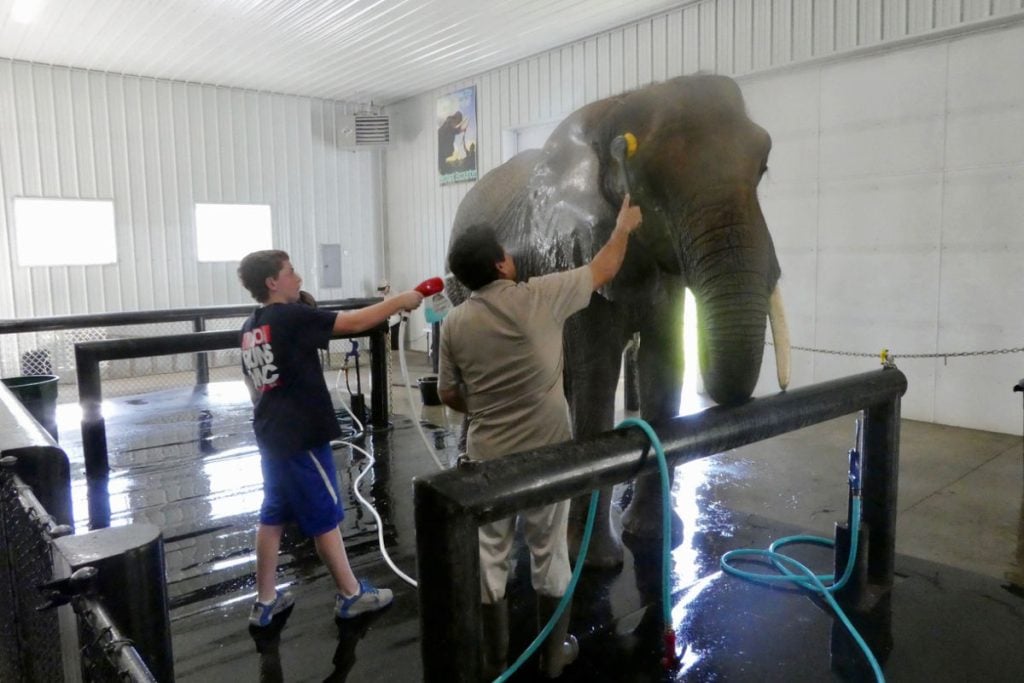 Bathing elephants Wilstem Ranch