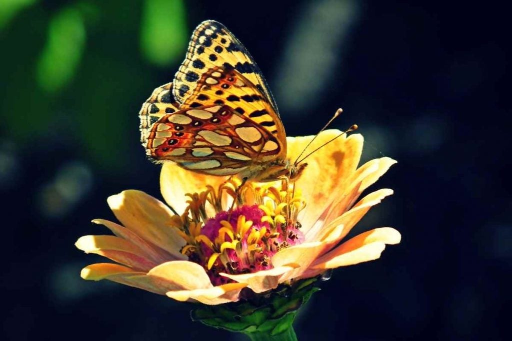 Butterfly on a flower