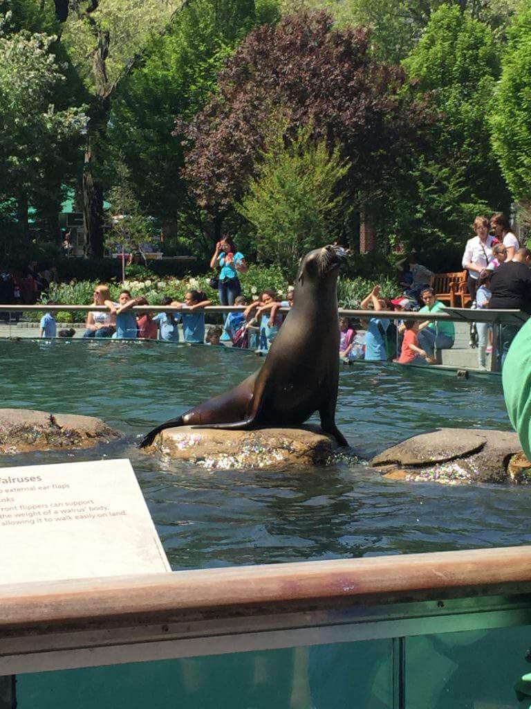 Family Friendly Things to Do in Manhattan Central Park Zoo-Kids Are A Trip