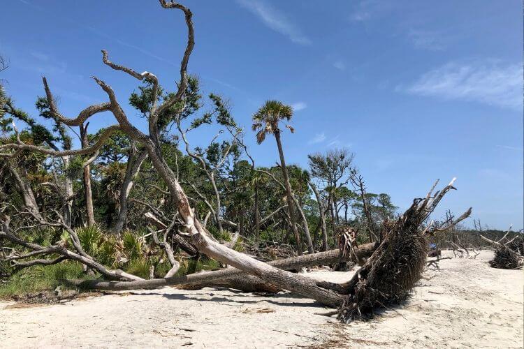 Beach area at Hunting Island State Park. 