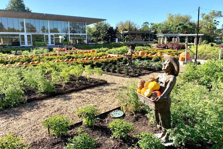 The Ultimate Guide to the 15 Best Pumpkin Patches in Texas (2023)