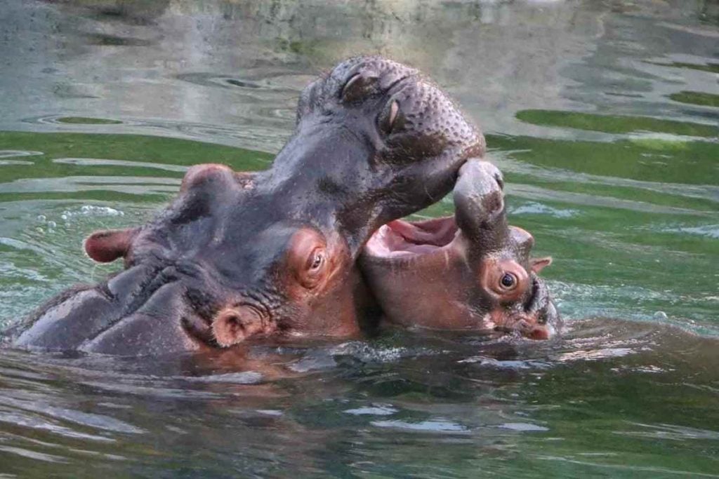 Dallas Zoo hippos