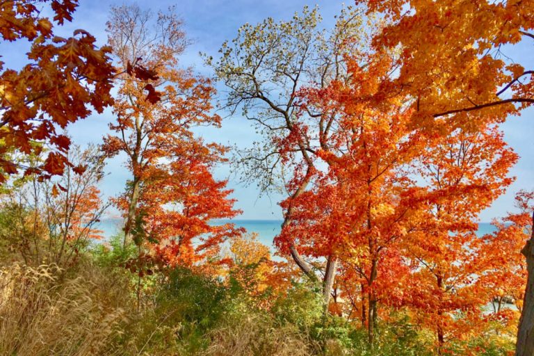 Our Favorite Fall Activities in Chicago and Illinois (2023)