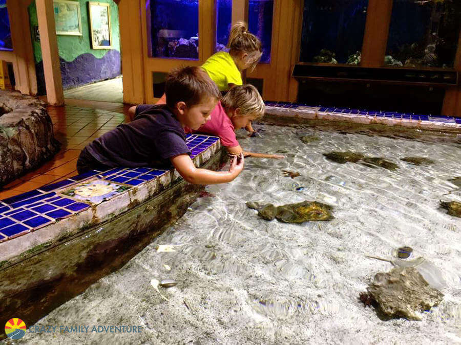 Family Friendly Things To Do in Key West Aquarium-Kids Are A Trip