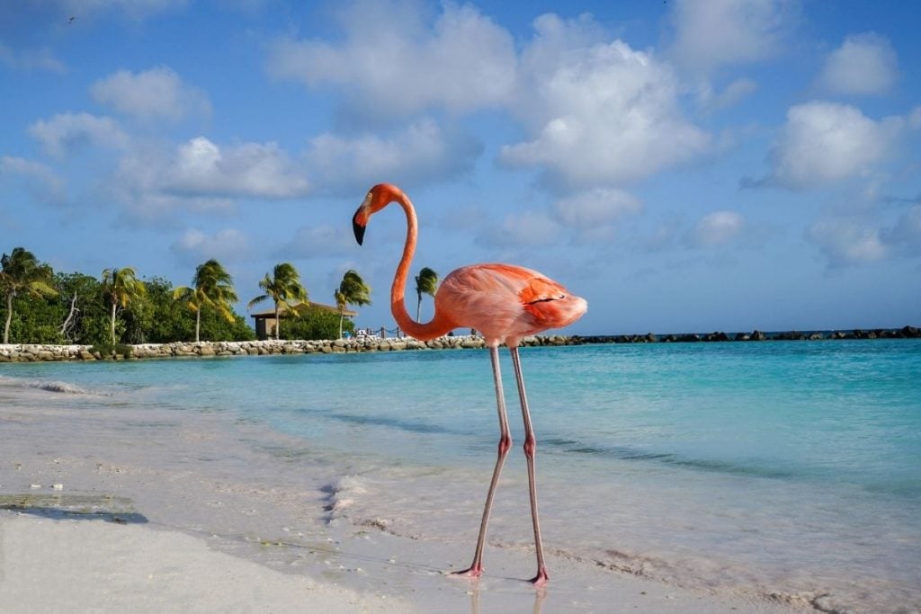 Flamingo Renaissance Island Aruba