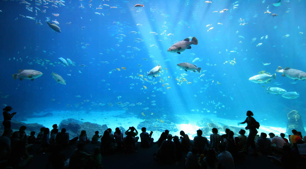 Family Friendly Things to Do in Atlanta Visit Georgia Aquarium-Kids Are A Trip