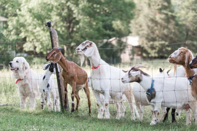 Awesome Farm Stays in the US