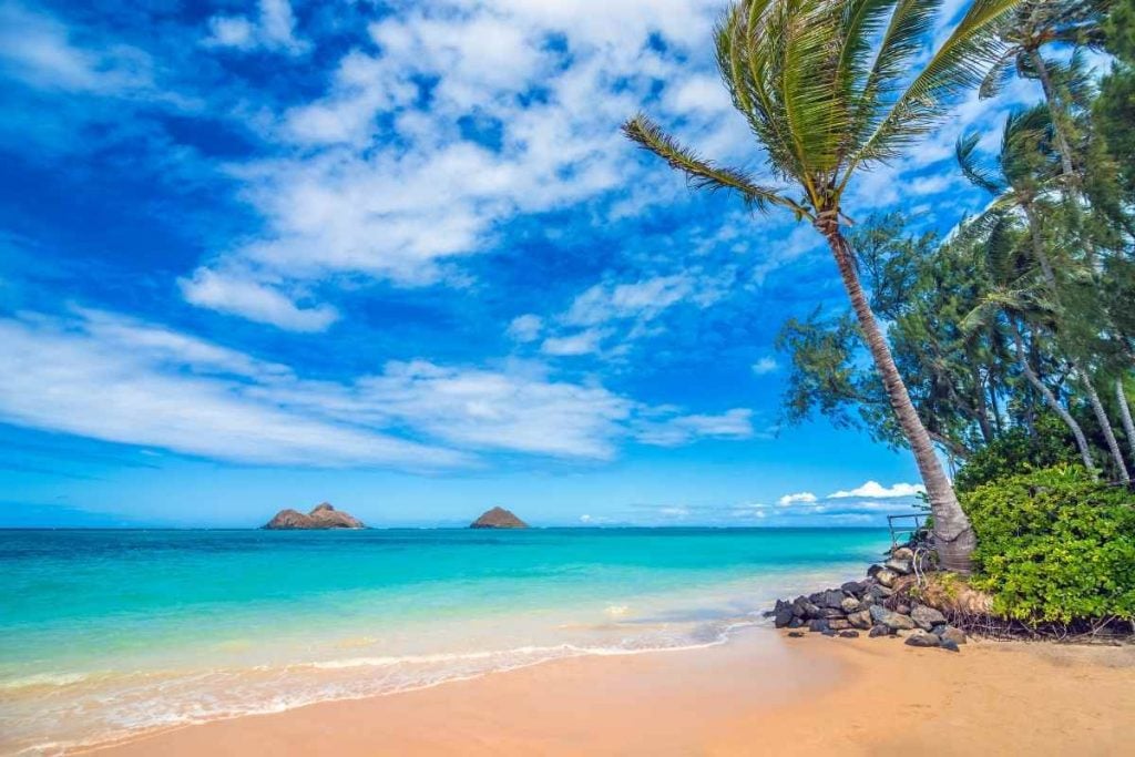 Hawaii beach with palm trees