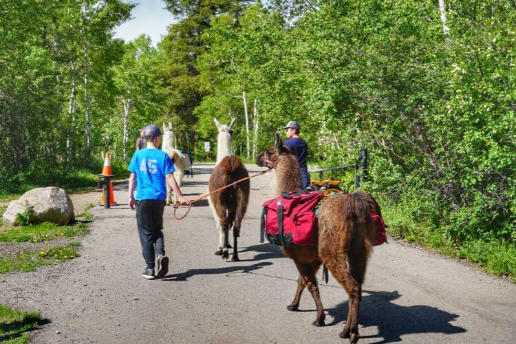 Hiking-with-Llamas-Vail-Colorado-Kids-Are-A-Trip
