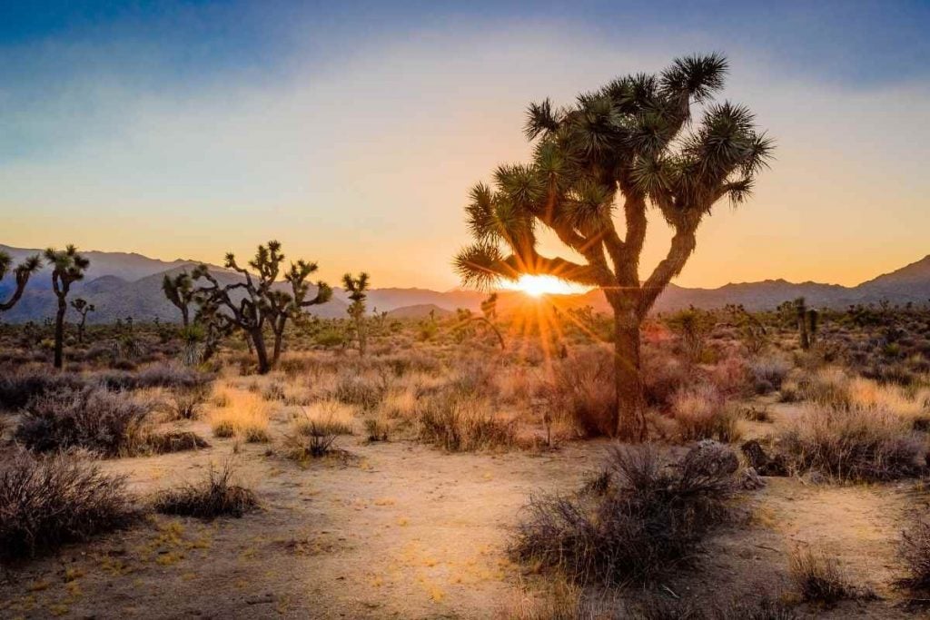 Joshua Tree National Park sunset