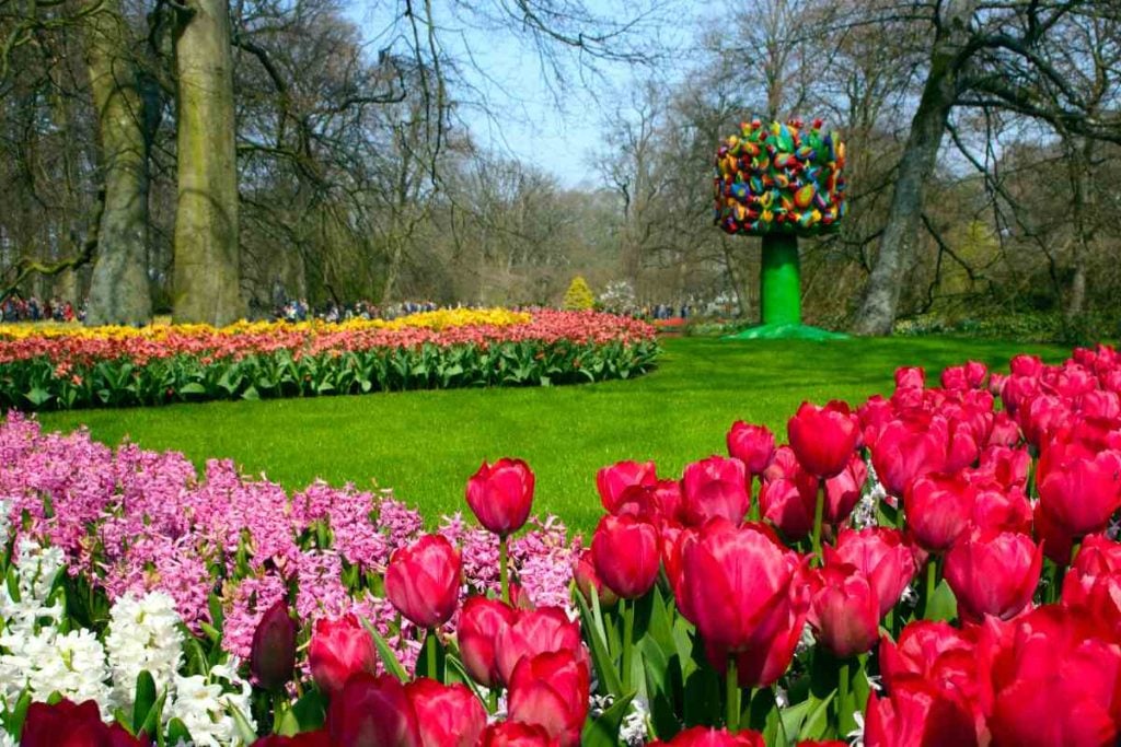 Colorful flowers lined up in Keukenhof Gardens, Amsterdam.