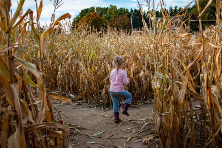 Texas Corn Maze: 15 Fun Ones to Visit This Fall!