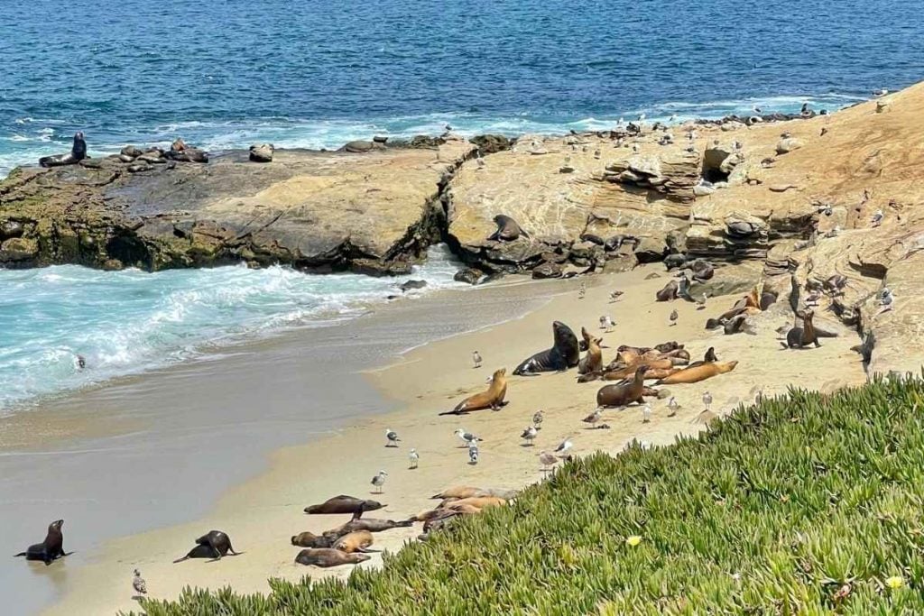 La Jolla Seals Sea Lions