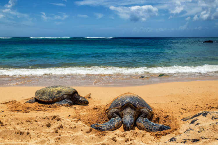 Laniakea Beach on Oahu