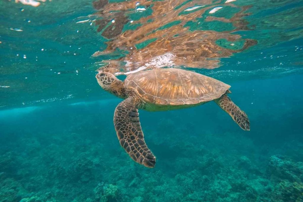 Maui snorkeling turtle