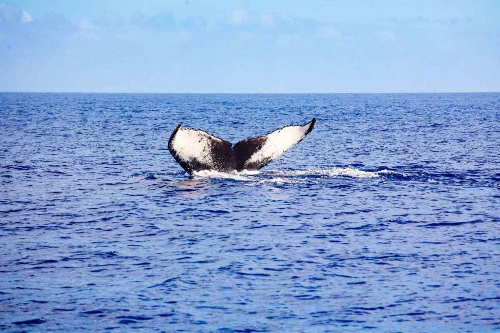 Maui whale watching