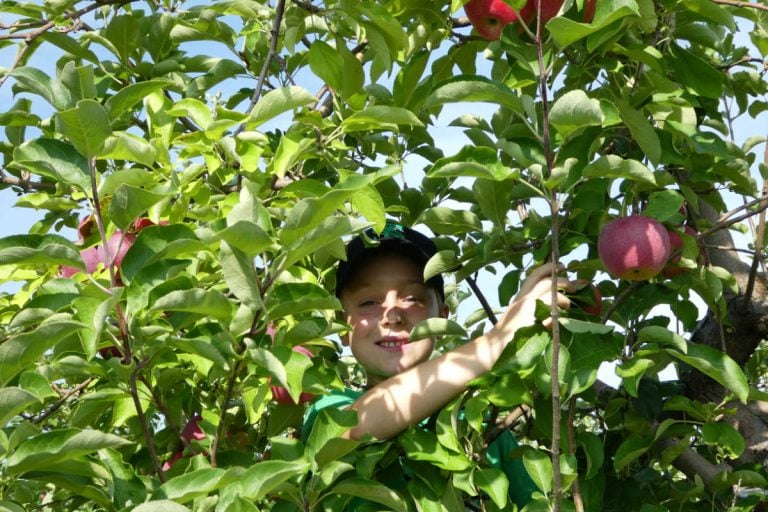 U Pick Apples Near Chicago: 11 Spots You’ll Love (2023)