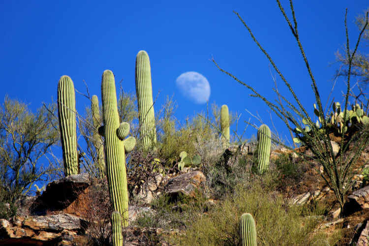 Sabino Canyon Saguaros Tucson Outdoor Adventures-Kids Are a Trip
