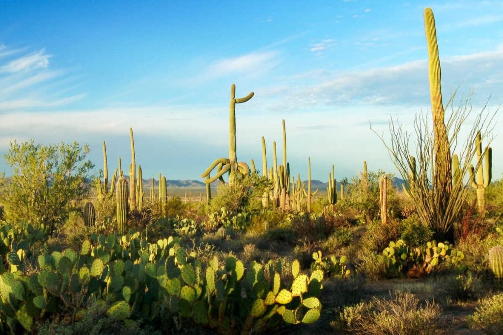Saguaro cactus and desert landscape in Saguaro National Park