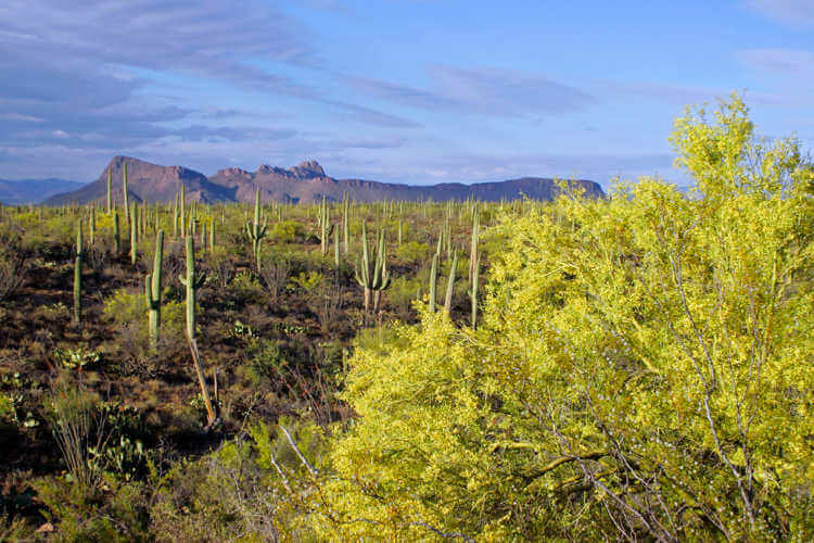 Saguaro National Park West Tucson-Kids Are A Trip