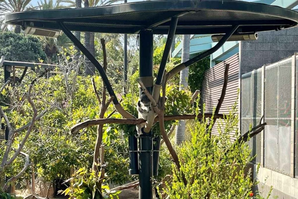 San Diego Zoo Koala