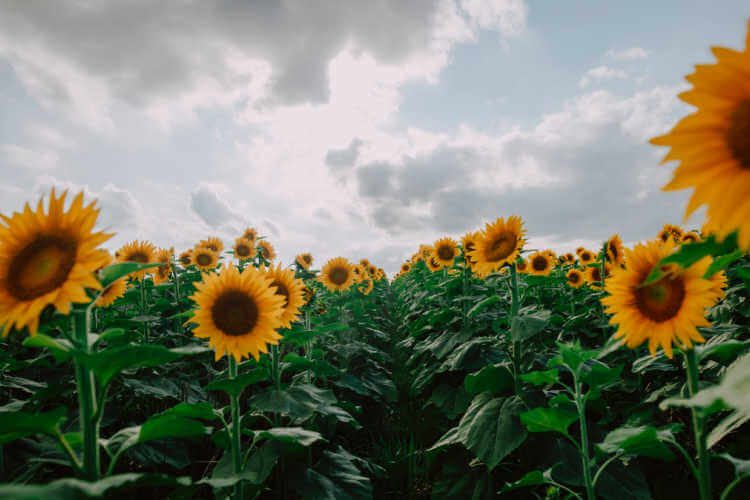Eleanor’s: Where You Can Sleep Among the Sunflowers