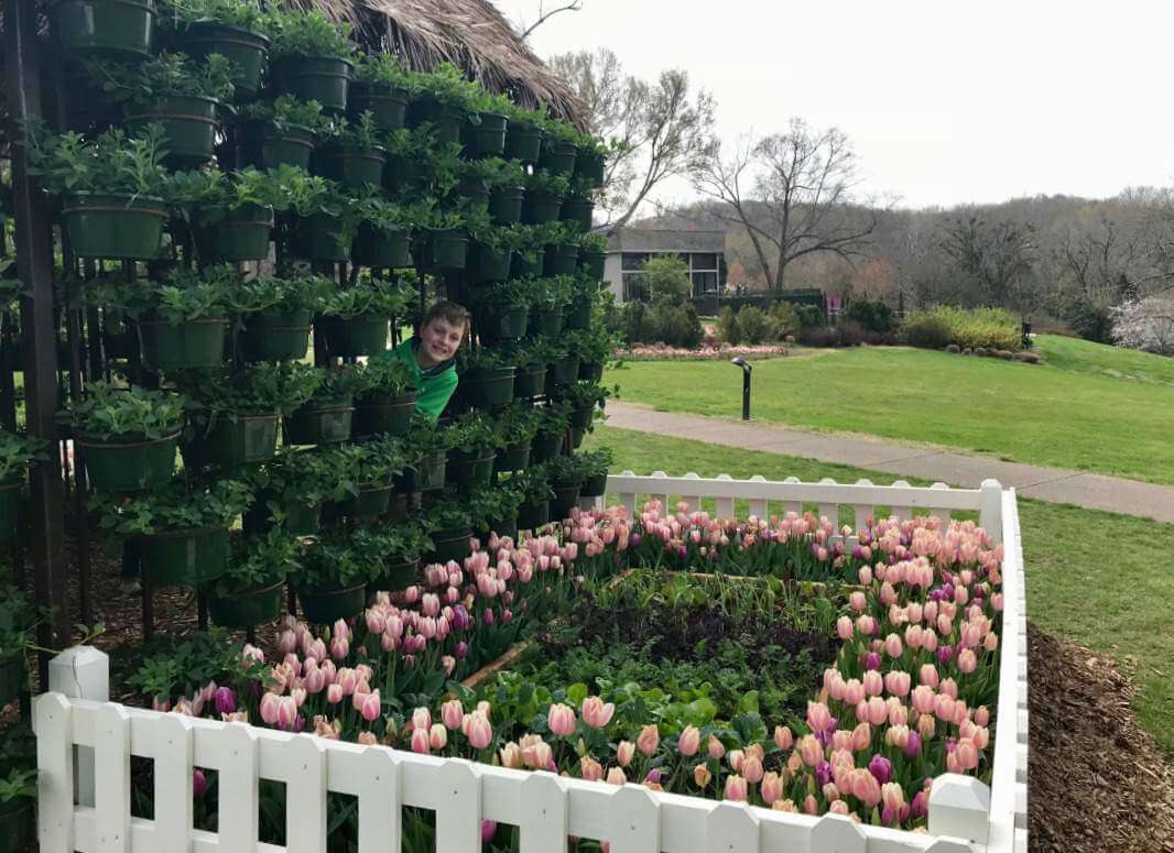 A wall of potted plants and pink tulips inside a white picket fence.