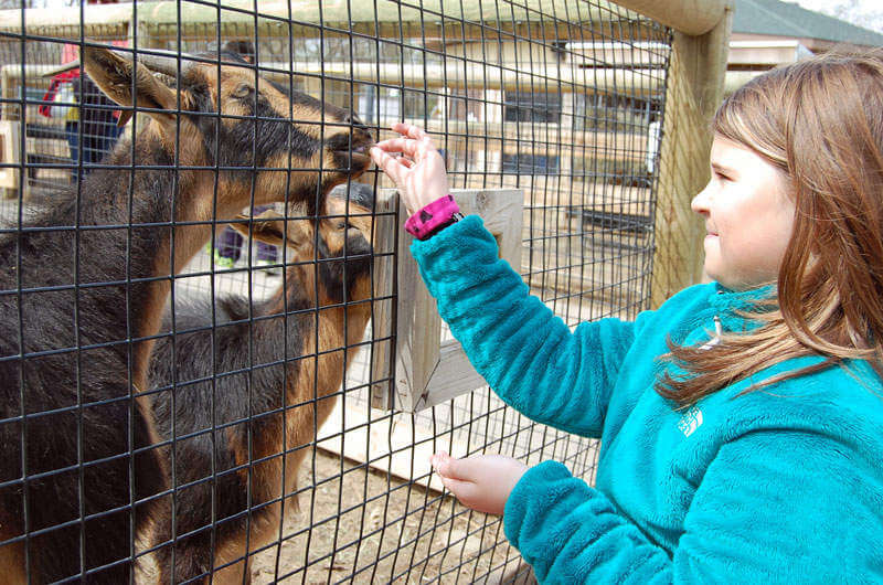 family friendly things to do in utica-zoo-kids are a trip