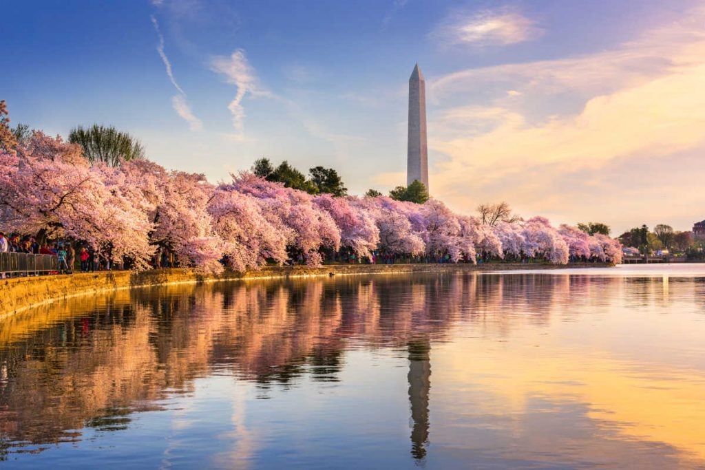 Washington Monument spring cherry blossoms