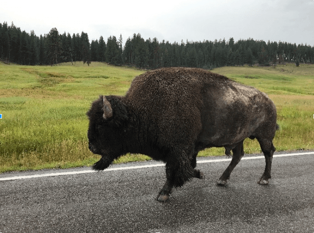 Hayden Valley Bison Yellowstone National Park-Kids Are A Trip